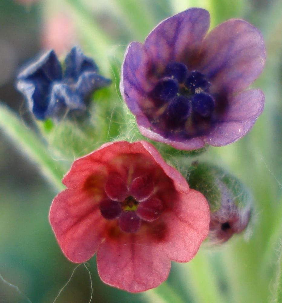 Cynoglossum officinalis